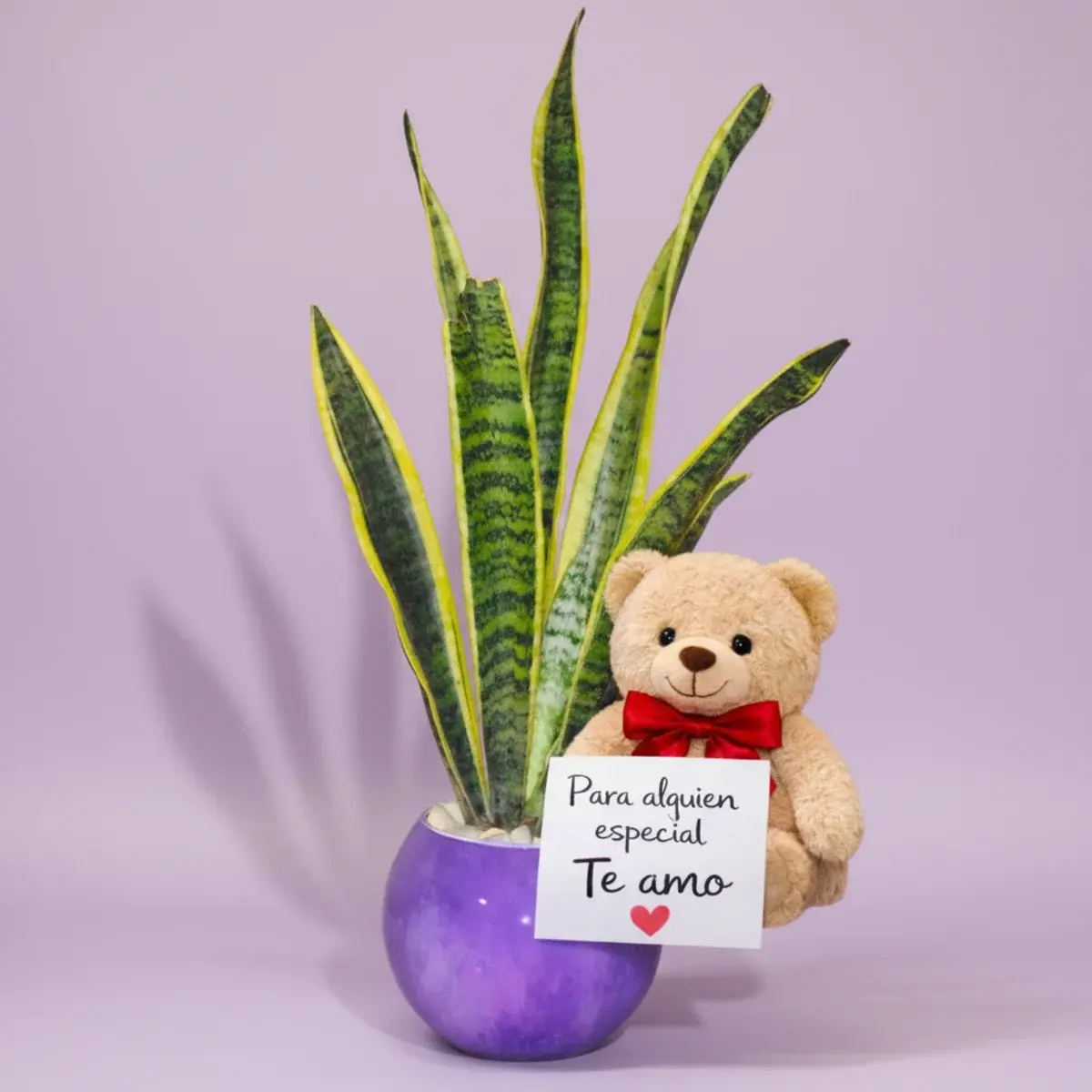 Lengua de suegra con oso de peluche y nota especial