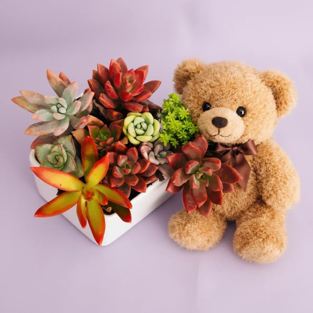 Suculentas con Oso de Peluche