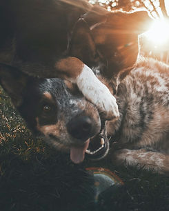 Cattle Dogs Playing.jpeg