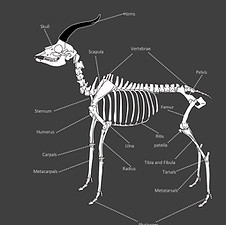 Gazelle anatomical bones atlas