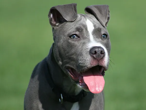 champagne color pitbull