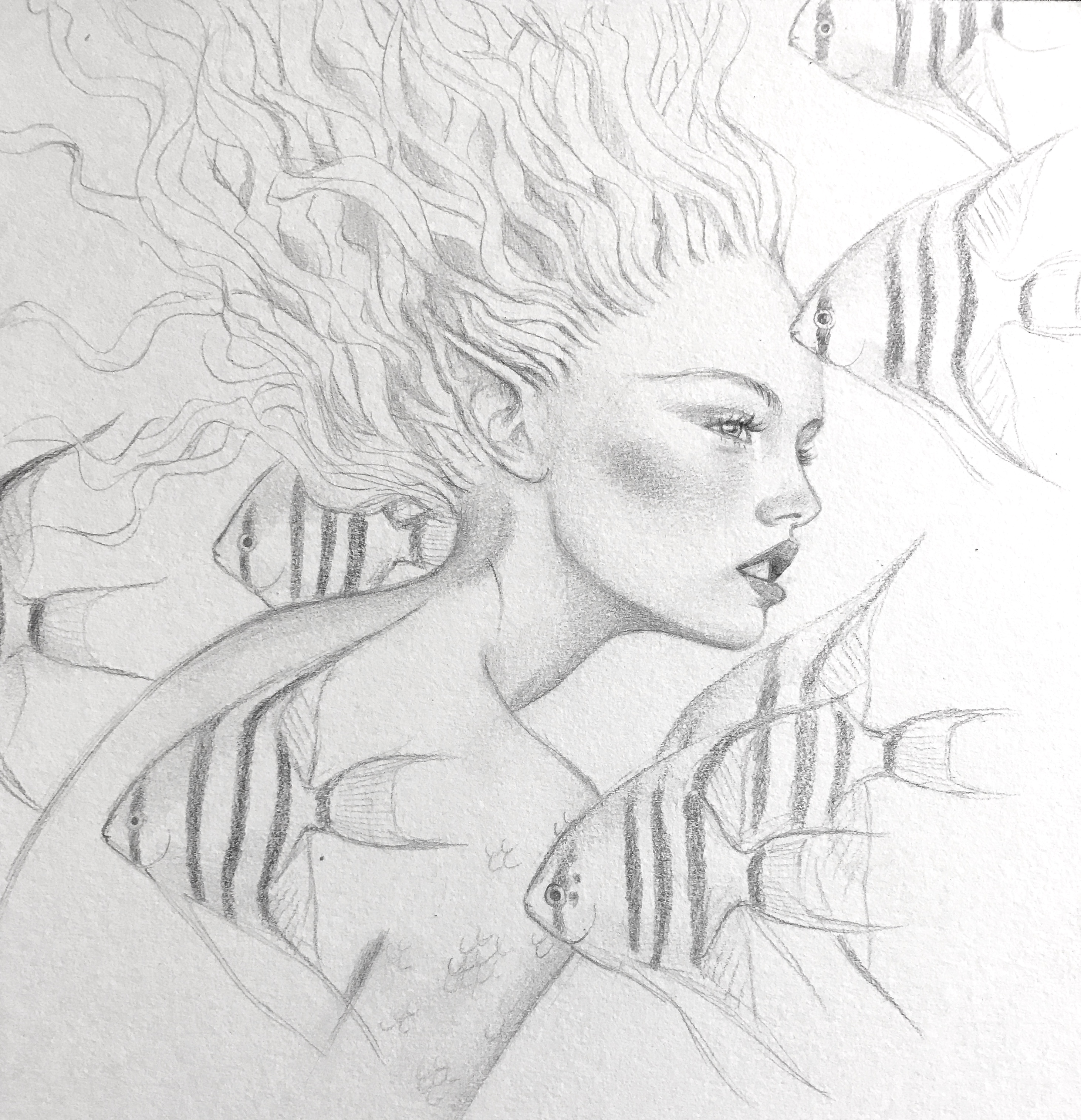 Angelfish