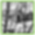 birch.png