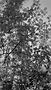 Glengarry Forest Cabins details Black and white (1) - Copy.jpg