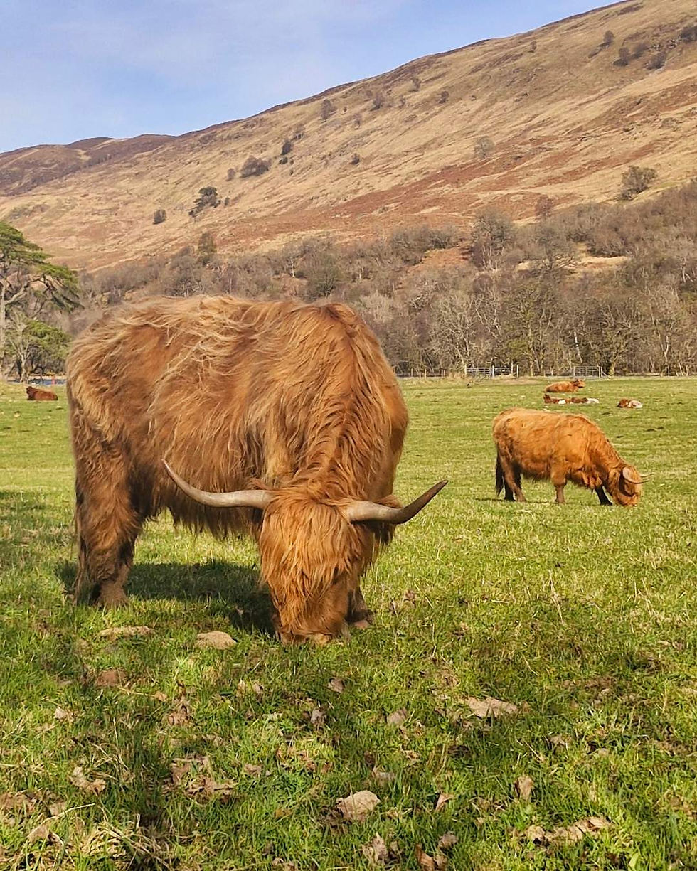 cows eating grass in the great glen glengarry forest cabins.jpg
