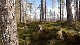 view-of-the-forest-floor-at-glengarry.jpg
