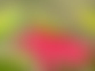 Spotting a Tiny Green Lizard:What My Daughter Taught Me About Screen Time and the Teenage Brain