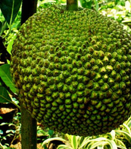 Jackfruit, Memories, and Home