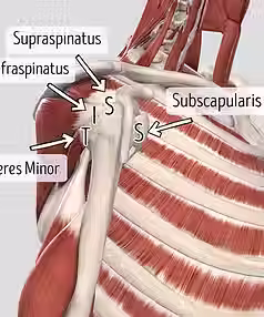Rotator Cuff Anatomy Massage and Bodywork Podcast