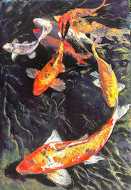 Curaçao-Koi-scaled.jpeg