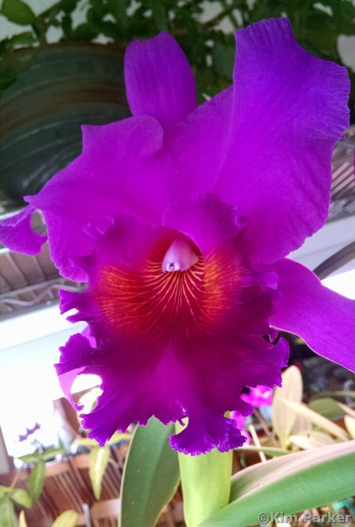Purple bloom on tall stalk