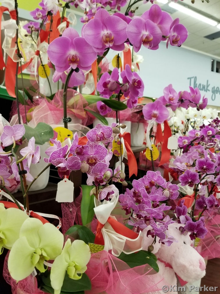 Multiple orchids on display with yellow, violet, or variegated purple flowers