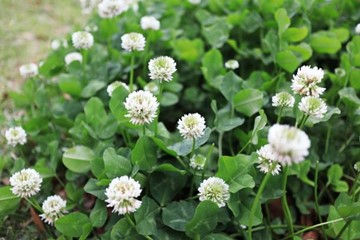 green leaves with white flowers