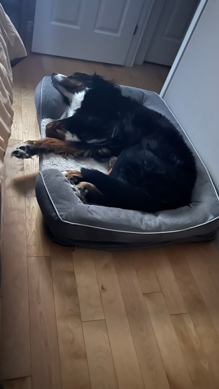 bouvier bernois dort sur son coussin