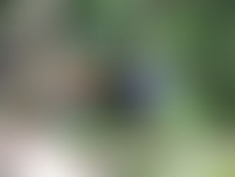 Preservar a los cocodrilos es conservar nuestros ecosistemas