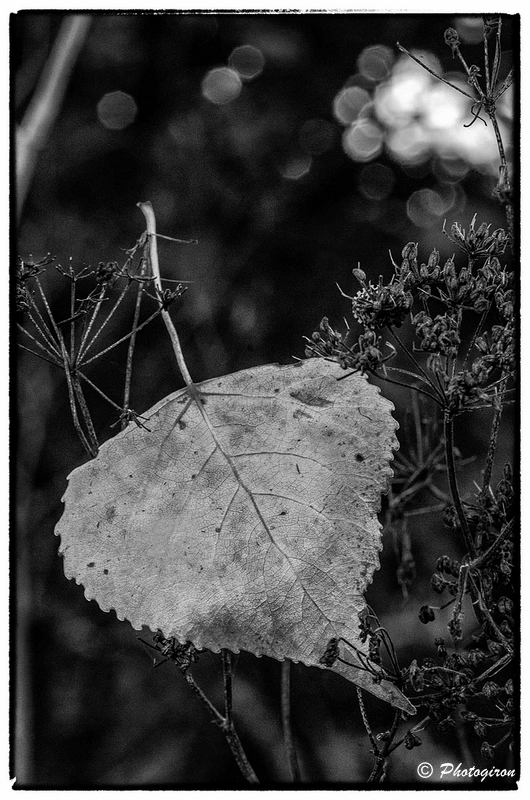 Thème "Photo de la semaine"