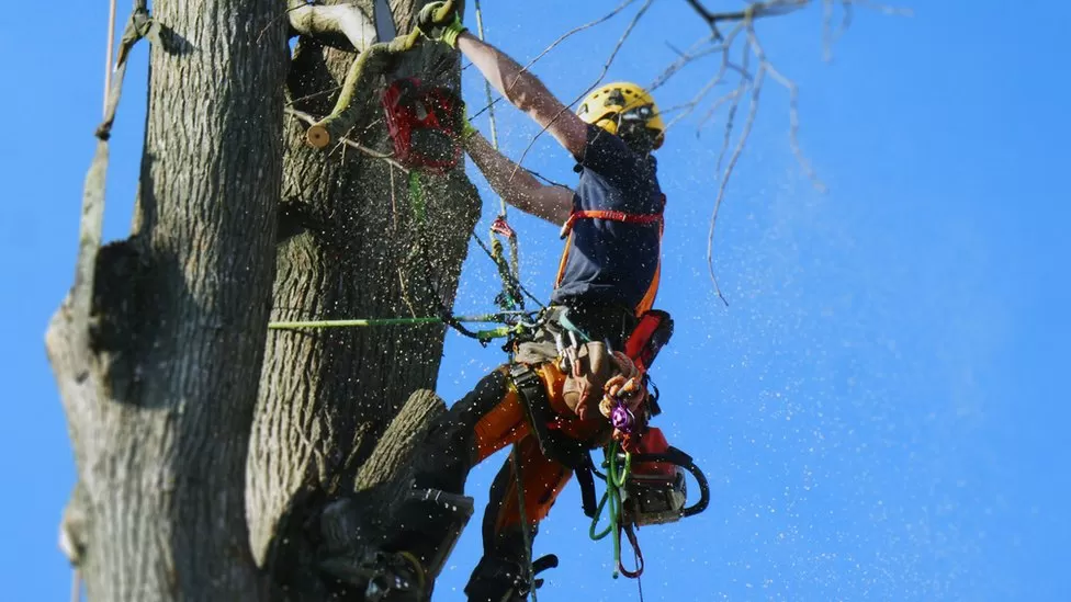 Tree Company Berkshire