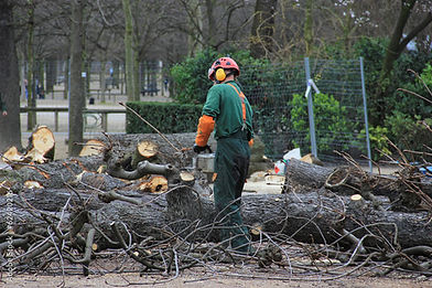 Flores Farm Tree Service