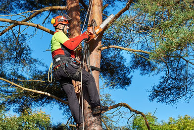 Flores Farm Tree Service