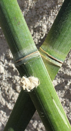 Treillage pour grimpante en bambou origine France