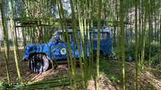 Récolte des chaumes de bambou Viridiglaucescens dans les bambouseraies d'Ariège (09)
