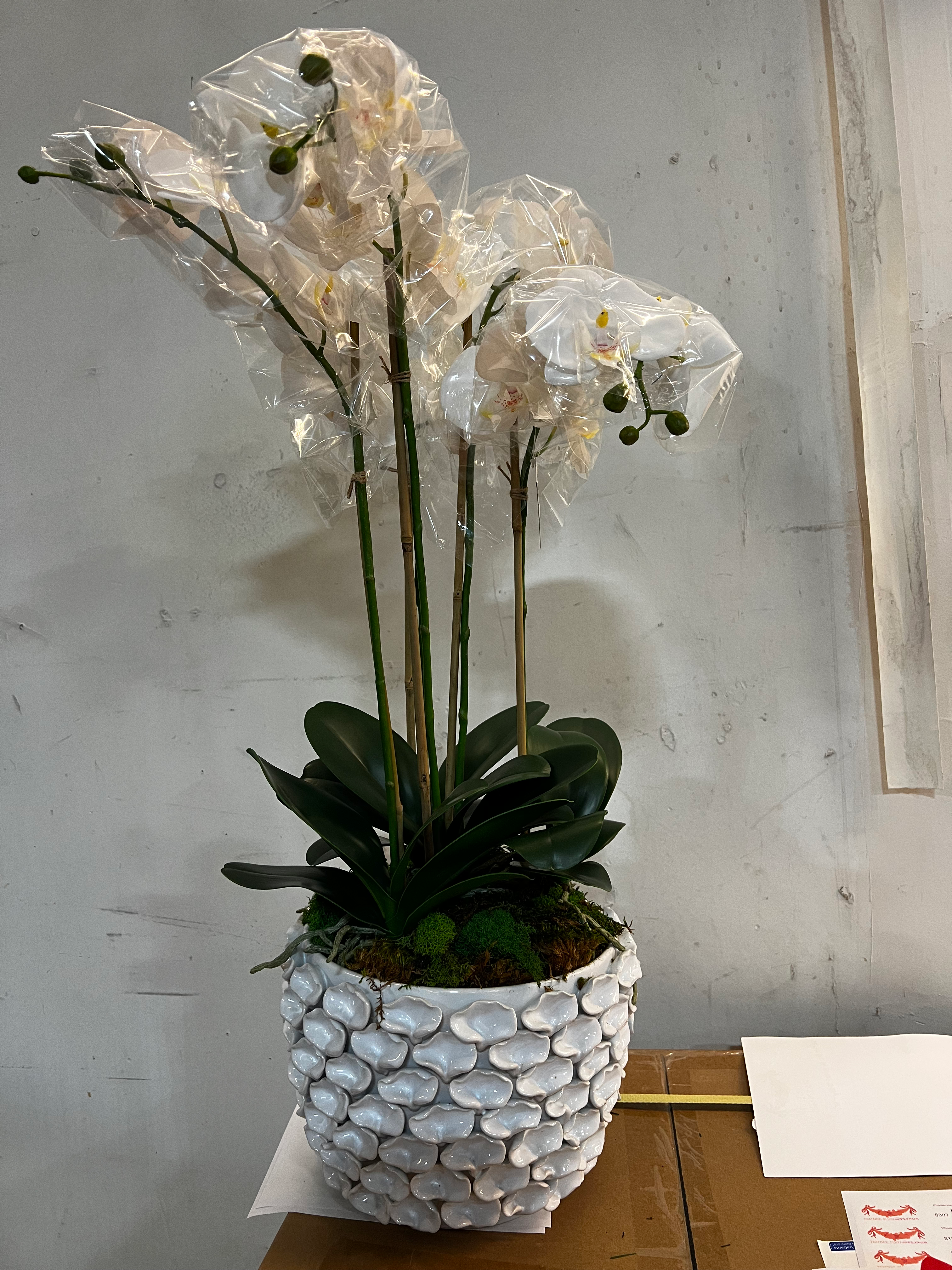 White clay pot, Phalaenopsis orchid drop in 25