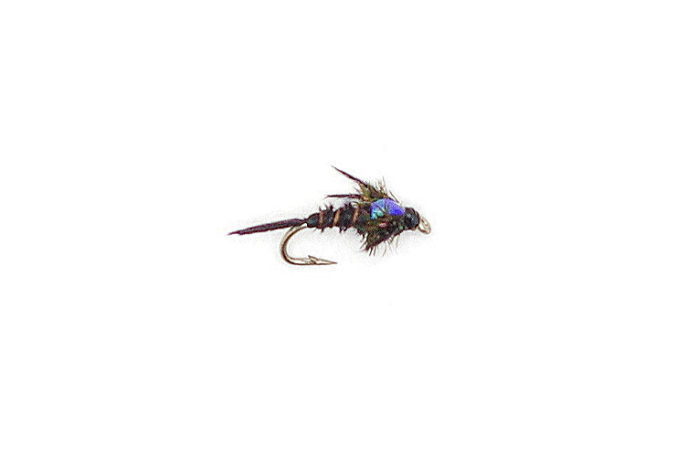 Dark brown fly fishing fly with iridescent blue body