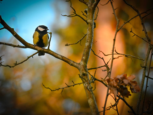 Wildlife in the Trees
