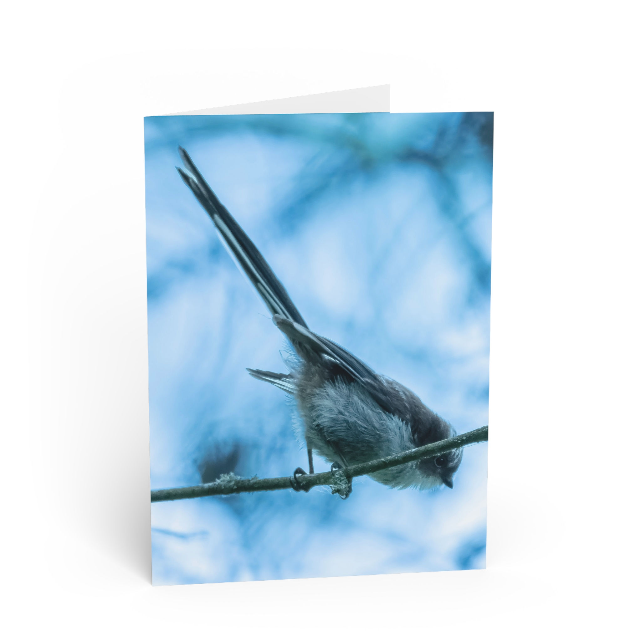 Long-Tailed Tit Bird Greeting Card — Nature Photo Note Card for Bird Lovers