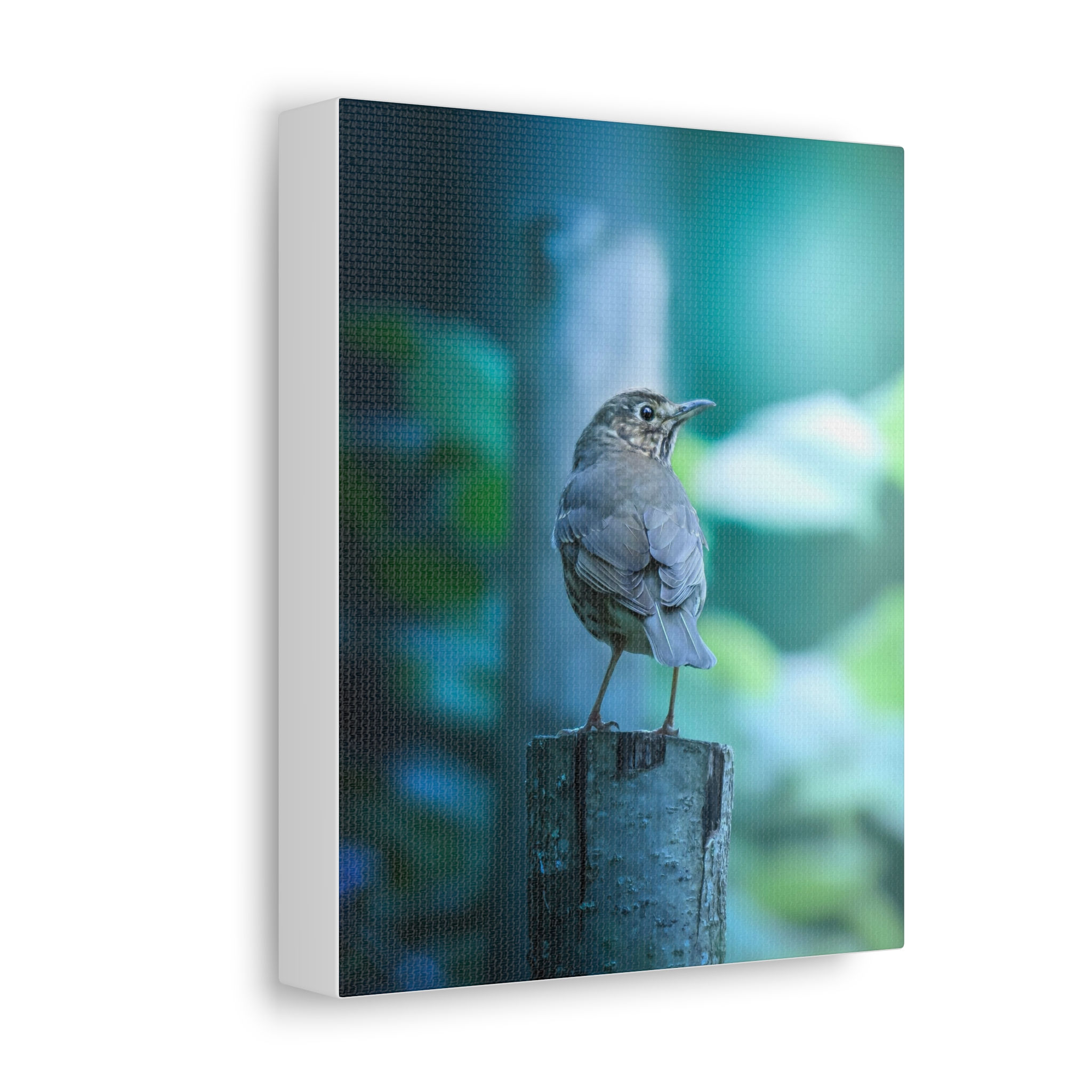 Song Thrush Canvas Print — Serene Forest Bird Wall Art