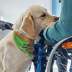 Besuchshund bei der Arbeit Therapie mit Tieren