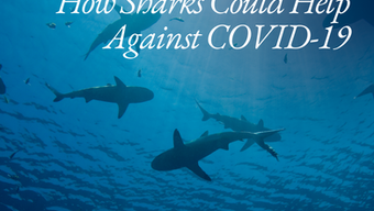 How Sharks Could Help Against COVID-19