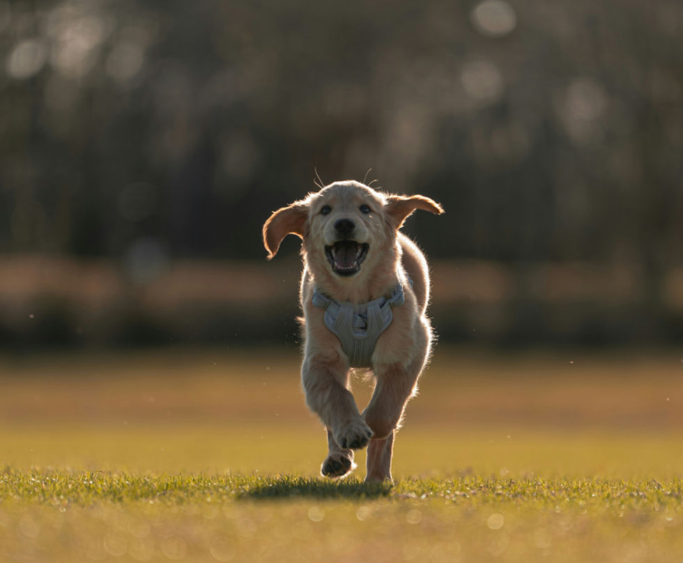 Coming back to you first tine, every time, is one of dog owners' top goals