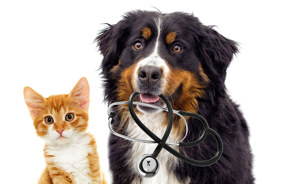 犬猫 動物病院