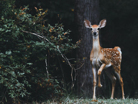 On the Other Side of Fear