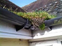 Gutter-Cleaning 9.jpeg