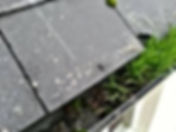 Why Maintain Your Gutters grass in gutter - Gutter Cleaning Nottingham