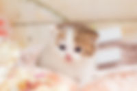 IMG_1117_preview.jpeg