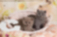 IMG_1014_preview.jpeg