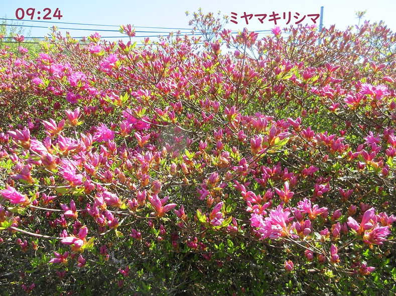 260514-0924a.JPG