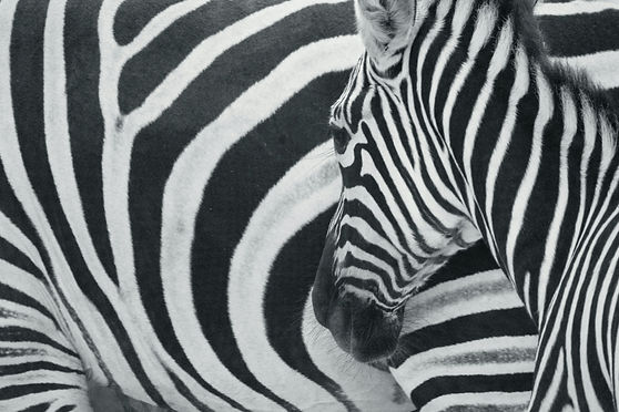 zebrabackground.jpg