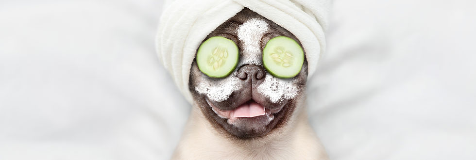Funny Pug puppy with towel on his head,
