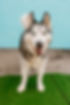 CanineCornerBranding-023.jpg