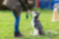 picture of a woman who trains with a young husky on a dog training field.jpg