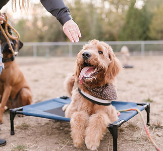 Happy Doodle mix dog laying on place mat getting a treat_edited.jpg