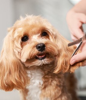 Woman cutting dog's hair with scissors indoors, closeup Pet grooming.jpg