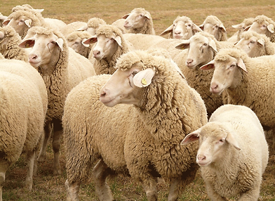 Sheep_FarmVision.png