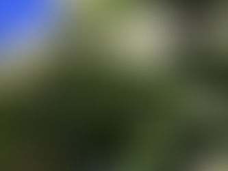 The tastiest elderflower cordial