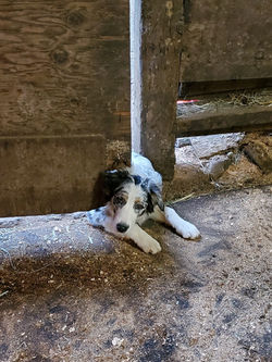 Dixie creeping into the barn