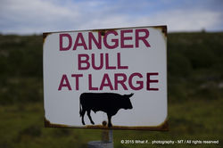 Danger bull at large, Clare (Ireland)